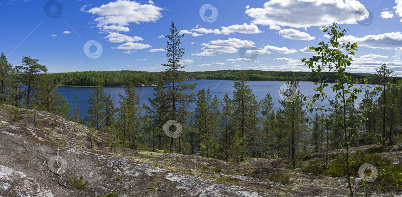 Скачать Сосны на высоком скалистом берегу Белого моря. фотосток Ozero