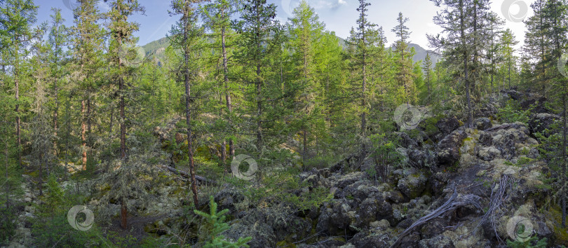 Скачать Непроходимая тайга фотосток Ozero