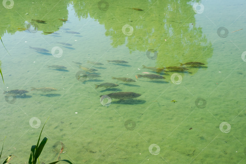 Скачать Группа рыб плавает в прозрачной воде пруда. фотосток Ozero