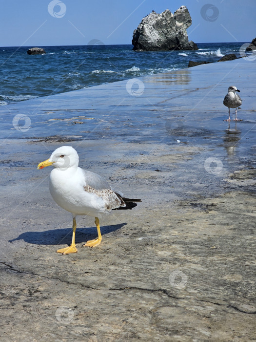 Скачать Птица уходит, а за ней другая. фотосток Ozero