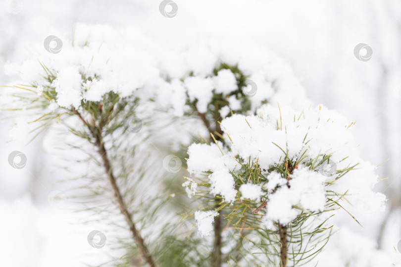 Скачать снежный зимний сезон на природе. свежий ледяной замерзший снег и снежинки покрывали ветви ели, пихты или сосны в морозный зимний день в лесу или саду. холодная погода. рождественское время фотосток Ozero