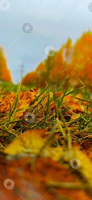 Скачать Осенние листья фотосток Ozero