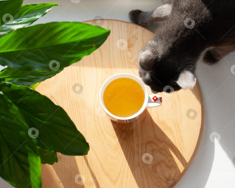 Скачать Серая кошка и чашка чая фотосток Ozero