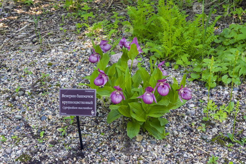 Скачать Цветущая орхидея вида Cypripedium macranthos фотосток Ozero