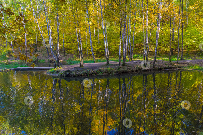 Скачать Отражение прибрежных деревьев в водной глади. фотосток Ozero