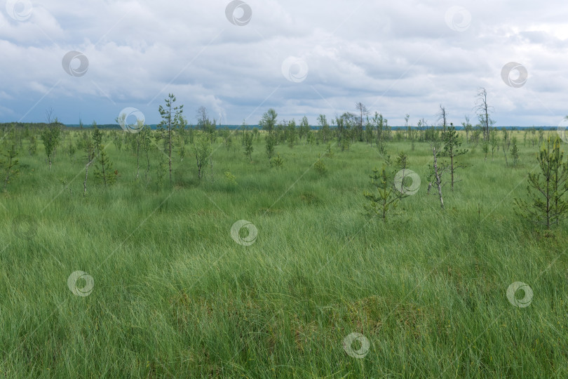 Скачать большой болотистый пейзаж с кривыми деревьями фотосток Ozero