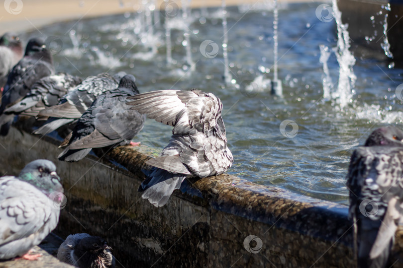 Скачать Городские птицы неторопливо пьют воду из фонтана, раскинув клювы и крылья фотосток Ozero