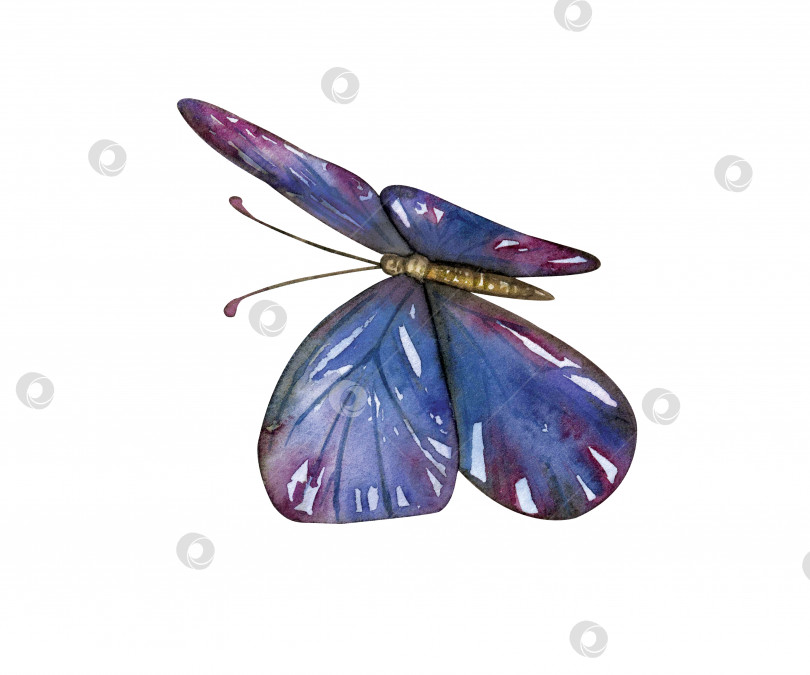 Скачать Акварельный рисунок. мотылек, насекомое, голубые летние бабочки. Иллюстрации для ткани, бумаги, дизайна подарков, открыток и упаковки. фотосток Ozero