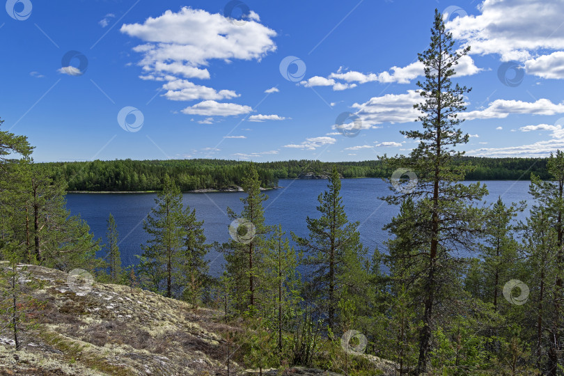 Скачать Сосны на высоком скалистом берегу Белого моря. фотосток Ozero