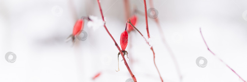 Скачать снежный зимний сезон на природе. свежий ледяной замерзший снег и снежинки покрыли ветви куста шиповника красными плодами ягод в морозный зимний день в лесу или саду. холодная погода. рождественское время фотосток Ozero