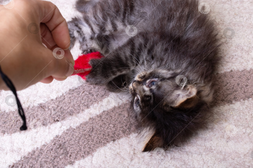 Скачать Маленький серый котенок играет с игрушечной мышкой фотосток Ozero