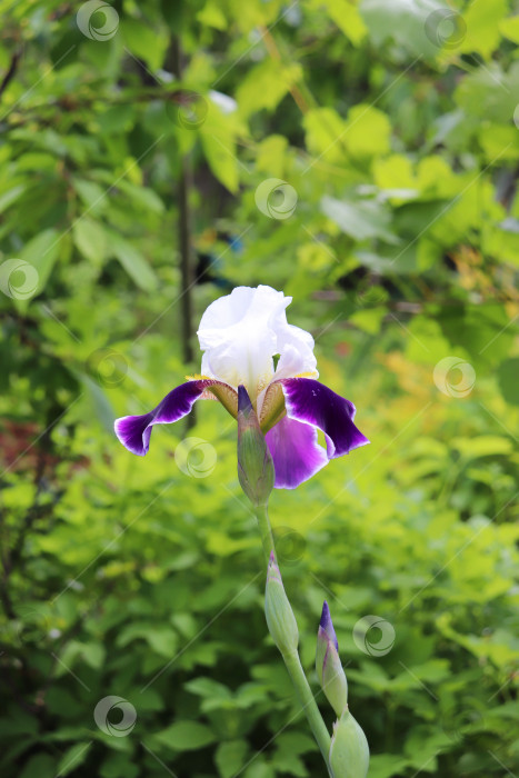Скачать бело-фиолетовый цветок ириса фотосток Ozero
