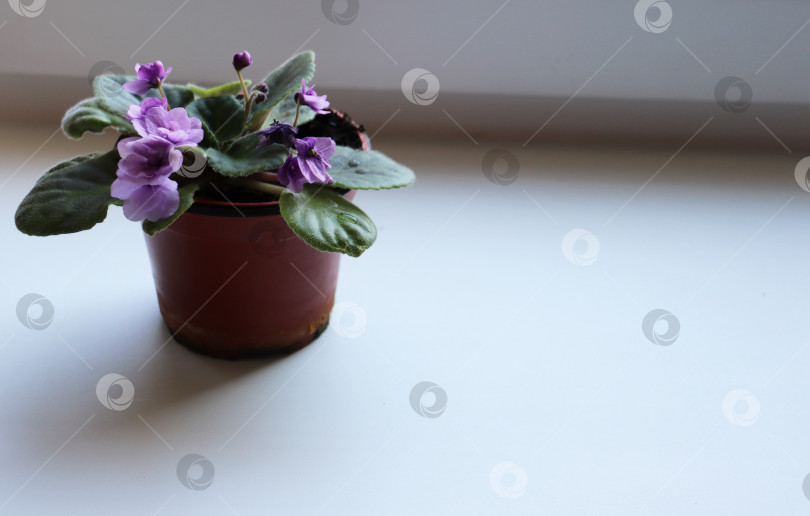 Скачать цветущая фиолетовая сенполия фотосток Ozero