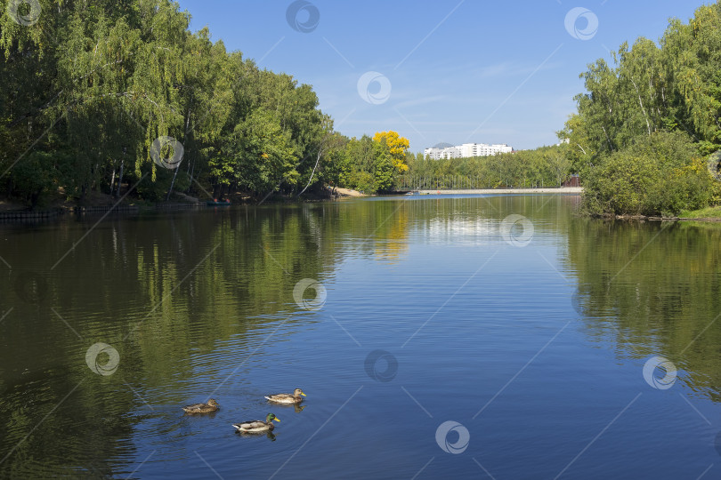 Скачать Пруд в лесопарке. фотосток Ozero