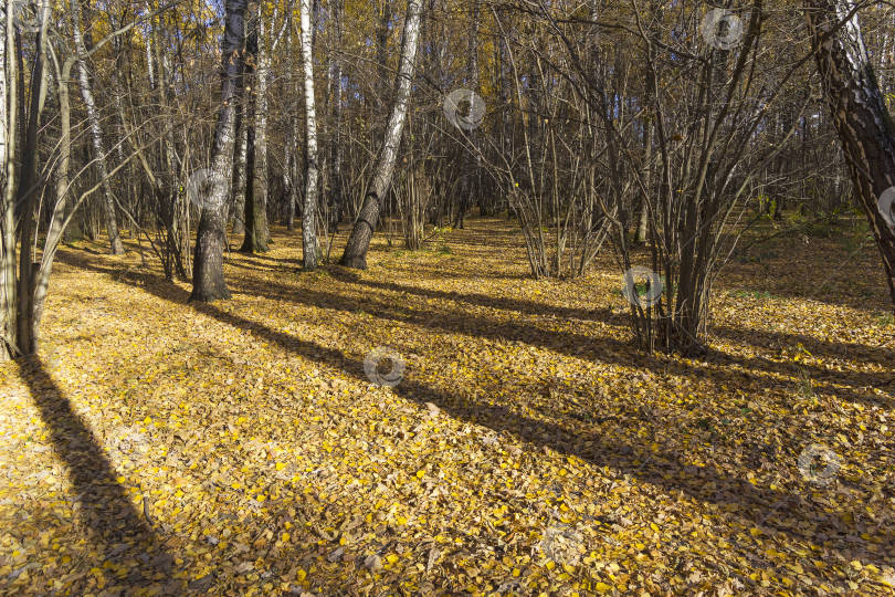 Скачать Осень в лесопарке. фотосток Ozero