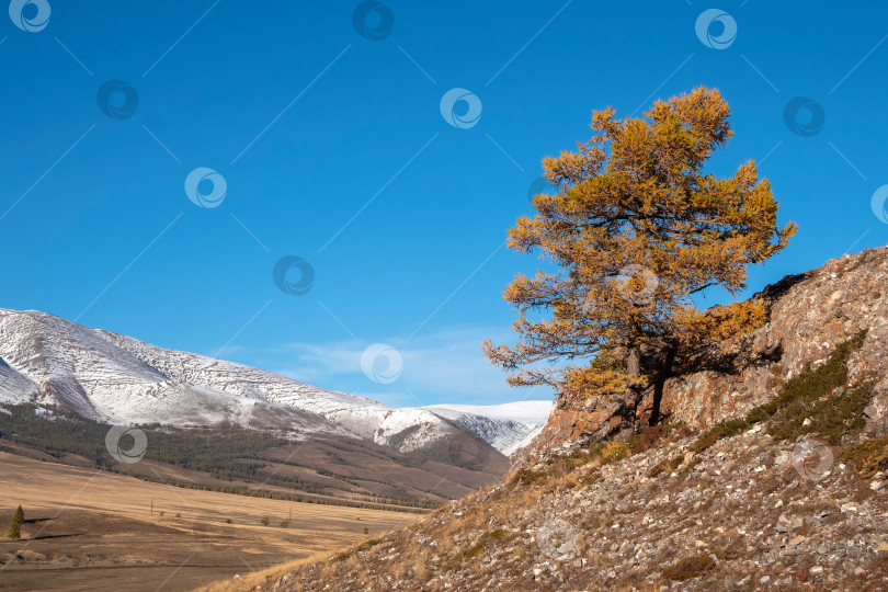 Скачать Осеннее дерево на крутом скалистом утесе над обрывом. фотосток Ozero