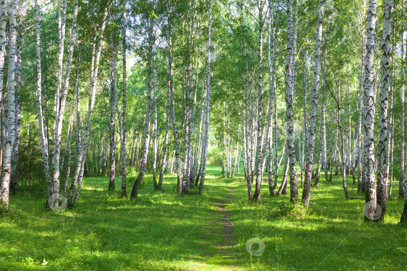 Скачать Красивый березовый лес летом фотосток Ozero