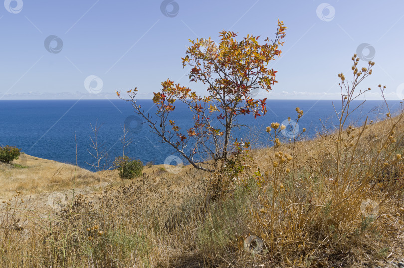 Скачать Одинокое дерево на фоне моря. фотосток Ozero