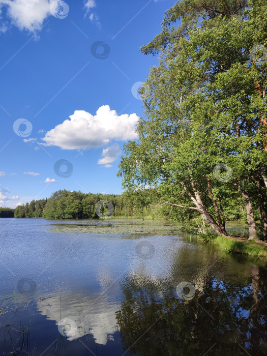 Скачать Озеро в лесу. Пейзаж. Вертикальное фото. фотосток Ozero