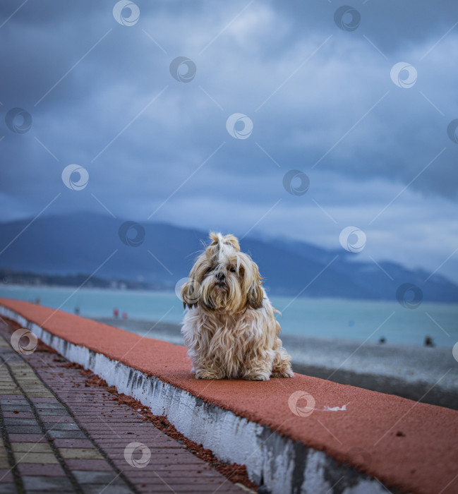 Скачать Собака ши-тцу сидит у моря фотосток Ozero