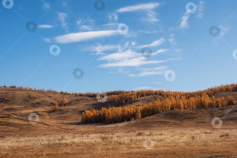 Скачать Осенние предгорья с золотистыми лиственницами на склоне. фотосток Ozero