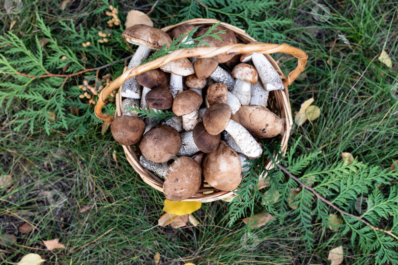 Скачать Корзинка со съедобными белыми грибами. Boletus edulis. Собираем белые грибы в лесу фотосток Ozero