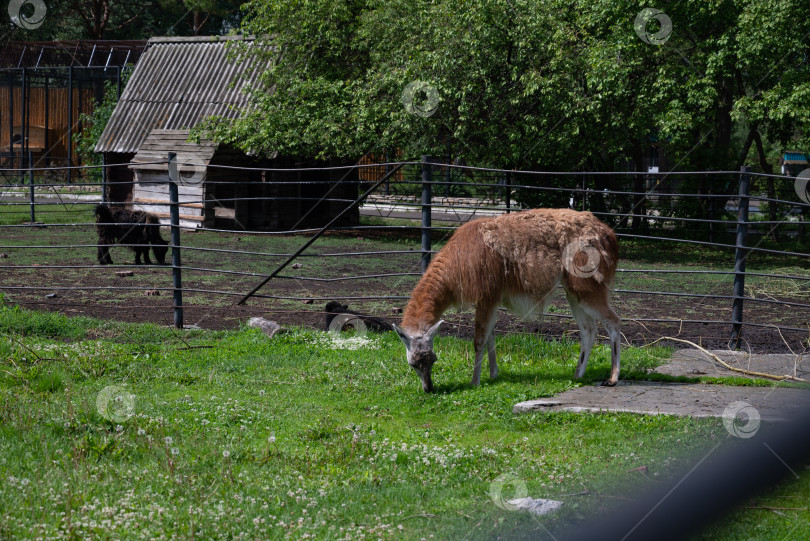 Скачать Альпаки пасутся на весеннем лугу высоко в горах. фотосток Ozero