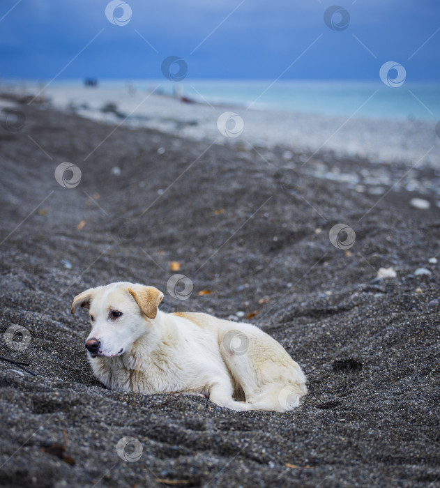 Скачать собака лежит на песке возле моря фотосток Ozero