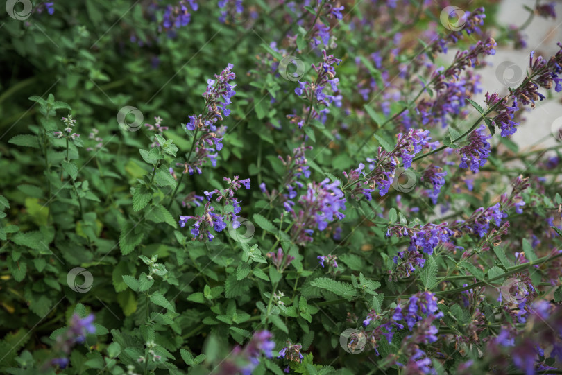 Скачать Nepeta sibirica, сибирская кошачья мята, произрастающая в России фотосток Ozero