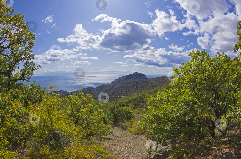 Скачать Лес в Крымских горах. фотосток Ozero