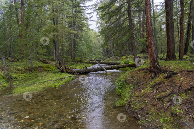 Скачать Красивый ручей в сибирской тайге. фотосток Ozero