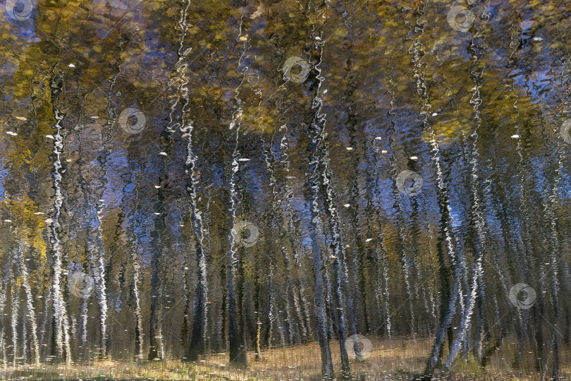 Скачать Отражение прибрежных деревьев в водной глади. фотосток Ozero