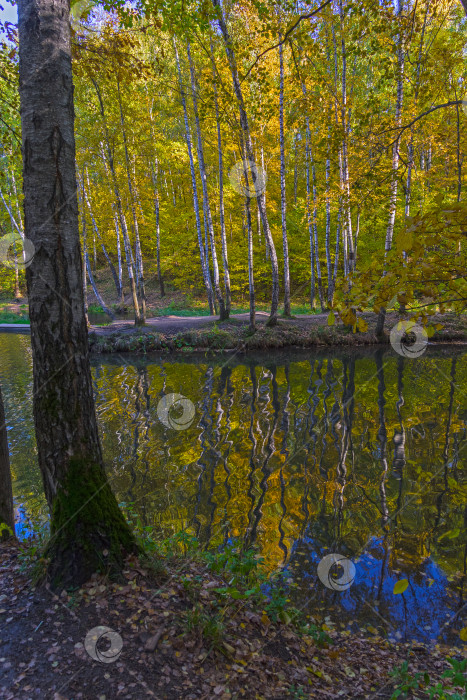 Скачать Отражение прибрежных деревьев в водной глади. фотосток Ozero