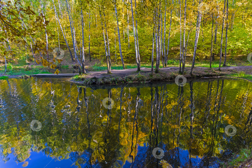 Скачать Отражение прибрежных деревьев в водной глади. фотосток Ozero