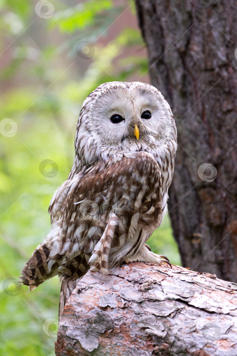 Скачать Уральская сова на бревне в летнем лесу (Strix uralensis) фотосток Ozero