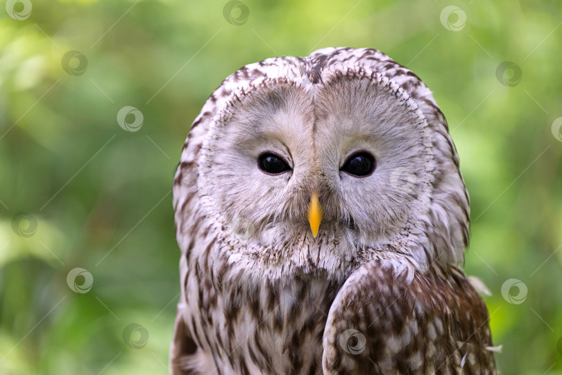 Скачать Уральская сова на бревне в летнем лесу (Strix uralensis) фотосток Ozero