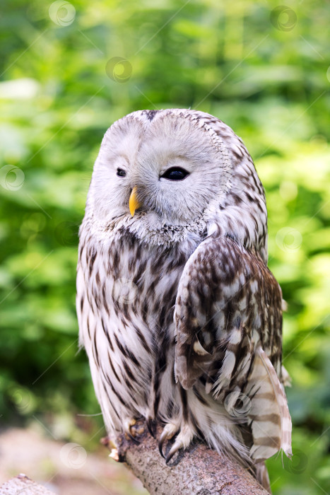 Скачать Уральская сова на бревне в летнем лесу (Strix uralensis) фотосток Ozero