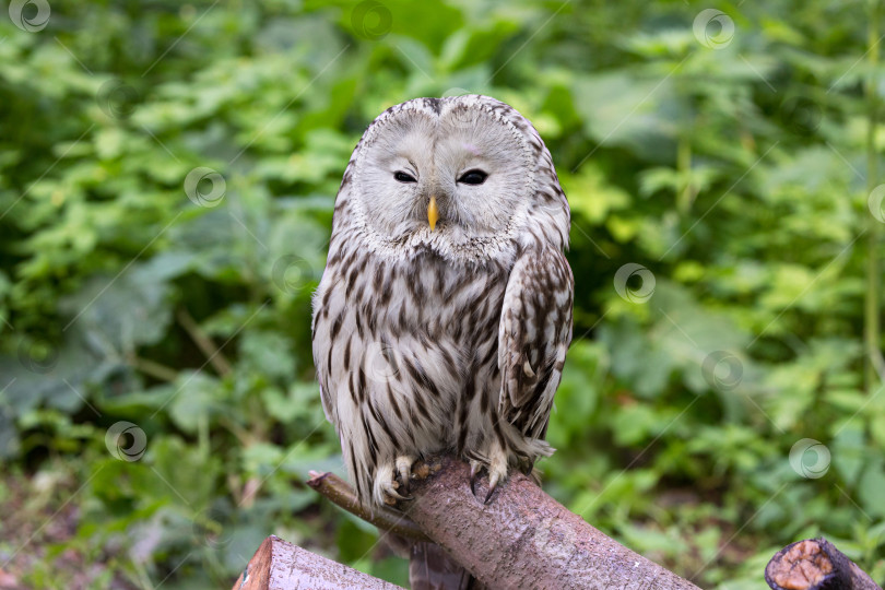 Скачать Уральская сова на бревне в летнем лесу (Strix uralensis) фотосток Ozero