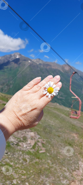 Скачать Ромашка в горах,Кавказ. фотосток Ozero