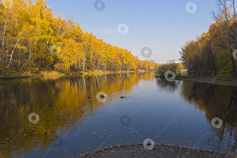 Скачать Пожелтевшие деревья на берегу пруда. Октябрь. фотосток Ozero