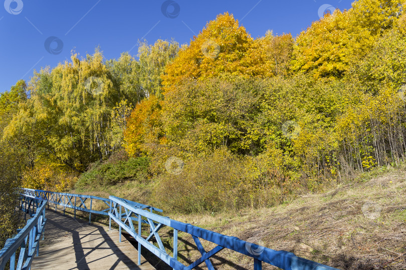 Скачать Деревья с пожелтевшей листвой на склоне оврага. фотосток Ozero