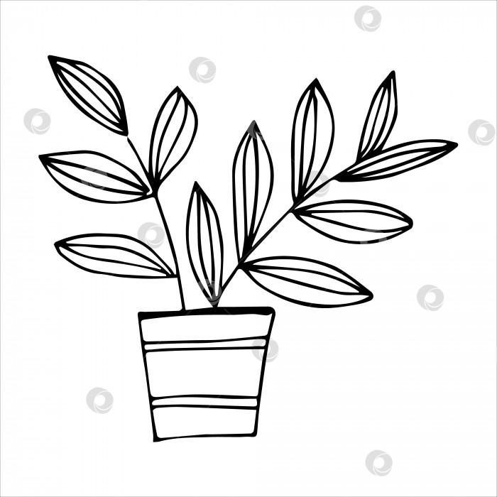 Скачать Нарисованное от руки комнатное растение в горшке, рисунок каракулями. Домашние растения. Иллюстрации для печати, Интернета, мобильных устройств и инфографики. фотосток Ozero