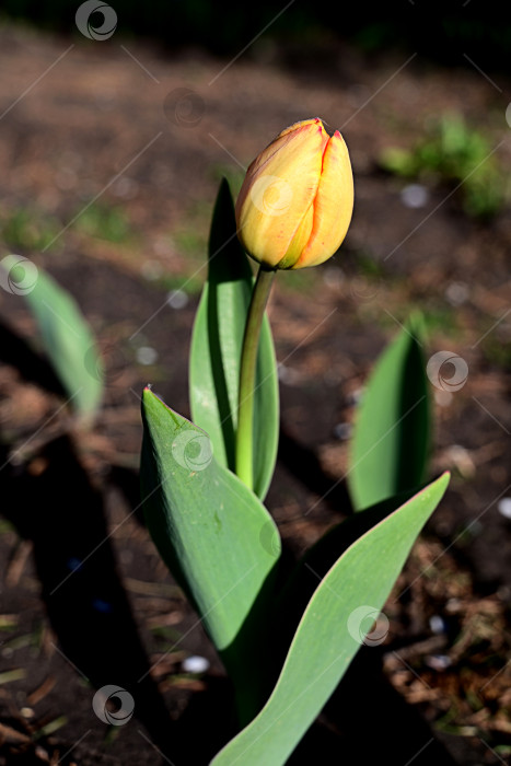 Скачать Клумба с яркими оранжевыми тюльпанами в самом начале их цветения. В грозди есть пара цветков, которые выше остальных. Фон не в фокусе, окрашен в серый цвет фотосток Ozero