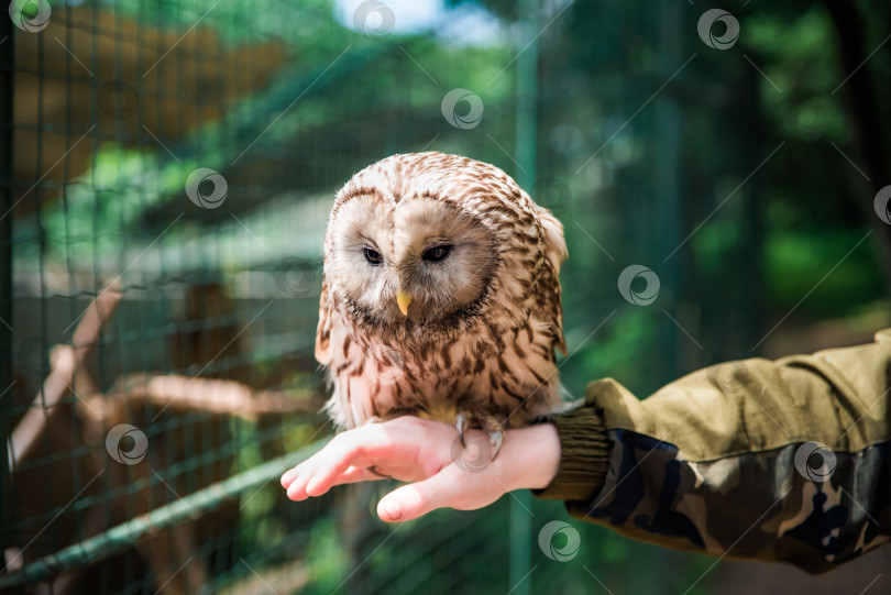 Скачать Человек, держащий на руке уральскую сову (Strix uralensis) в знак заботы о Всемирном дне защиты животных фотосток Ozero