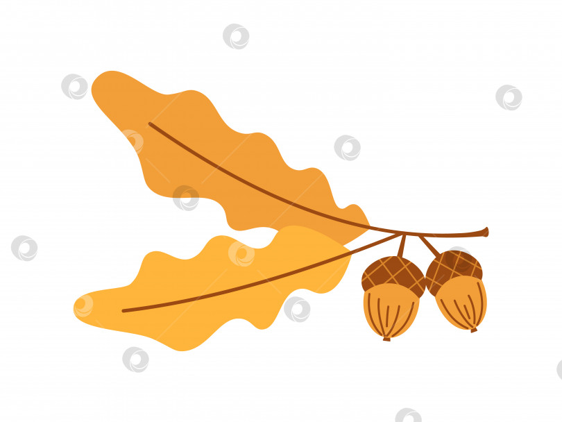 Скачать Векторная ветка с дубовыми листьями и желудями. Осенний дуб. Симпатичная дубовая ветка с желудями. фотосток Ozero