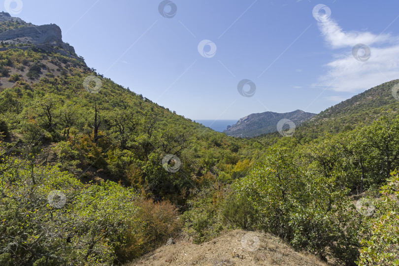 Скачать Лес на склонах Крымских гор. фотосток Ozero