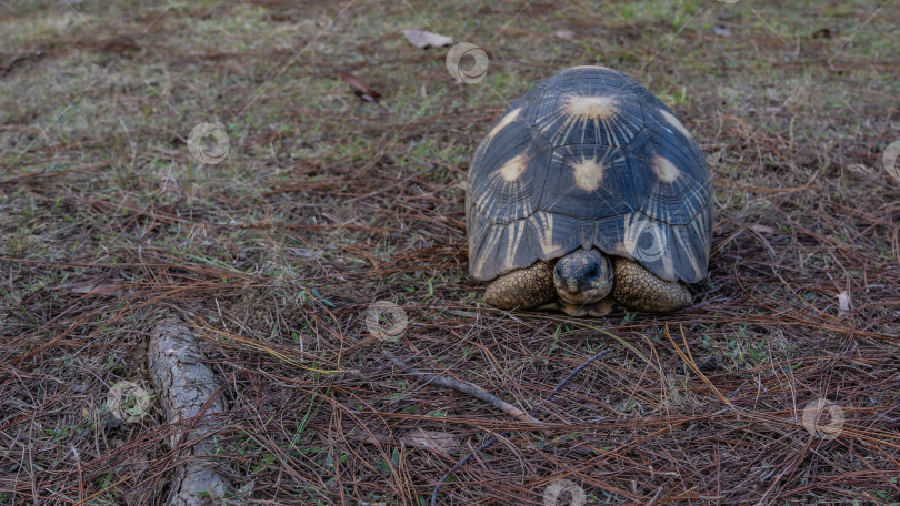 Скачать Уникальная черепаха Astrochelys radiata, эндемичная для Мадагаскара, отдыхает. фотосток Ozero