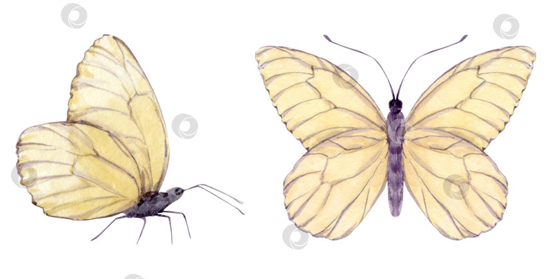 Скачать Белые бабочки летают и сидят изолированно на заднем плане. Акварельные насекомые для украшения детских комнат, упаковки и этикеток, тканей и одежды. фотосток Ozero