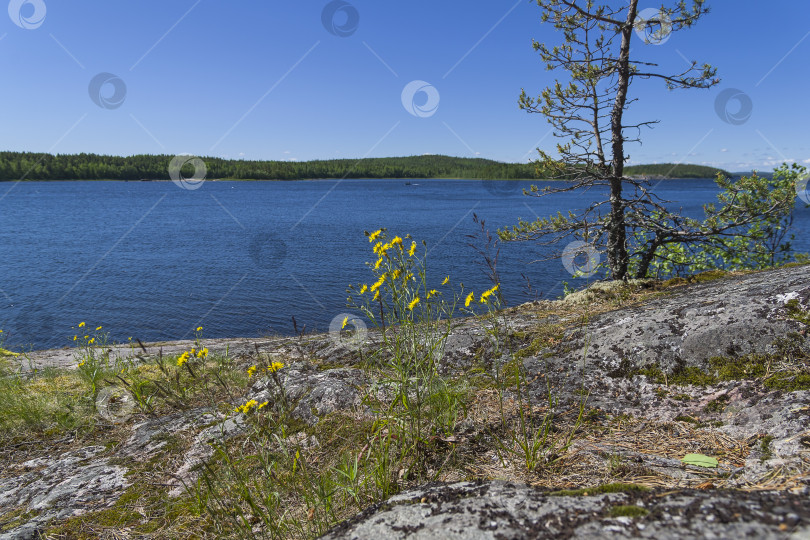 Скачать Берег Белого моря в солнечный летний день. фотосток Ozero