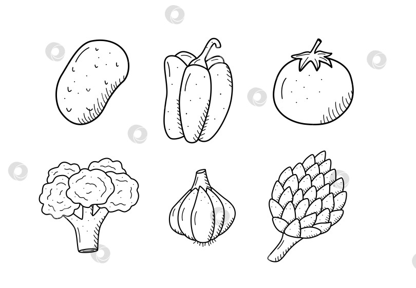 Скачать Коллекция рисунков овощей в стиле каракули. Набор векторных иллюстраций, изображающих урожай картофеля, помидоров, чеснока, перца, брокколи фотосток Ozero